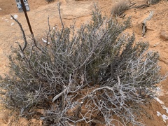 Cercocarpus intricatus