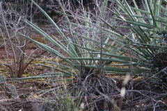 Yucca baccata