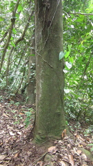 Pera arborea