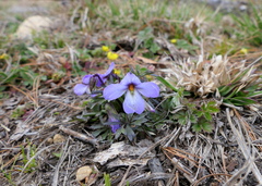Viola pedata
