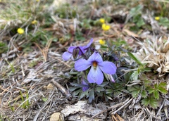 Viola pedata