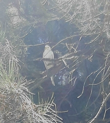 Melopsittacus undulatus domesticus