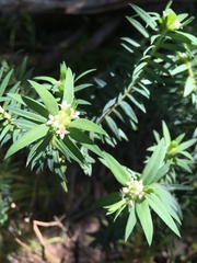 Pimelea longifolia