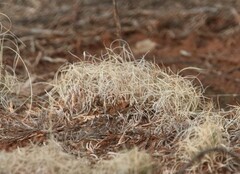 Bouteloua gracilis