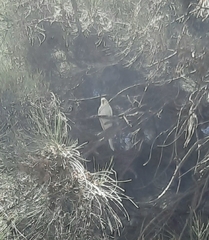 Melopsittacus undulatus domesticus