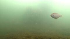 Parequula melbournensis