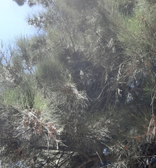 Melopsittacus undulatus domesticus