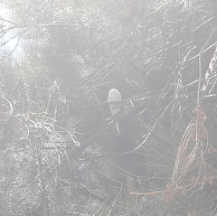 Melopsittacus undulatus domesticus