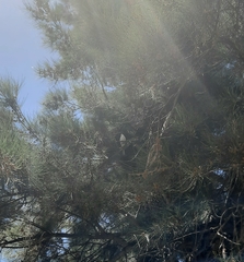 Melopsittacus undulatus domesticus