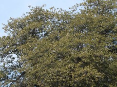 Quercus emoryi