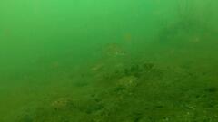 Acanthopagrus butcheri