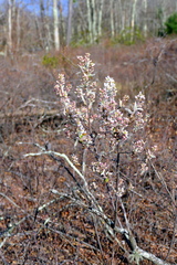 Amelanchier canadensis