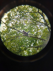 Sciurus variegatoides