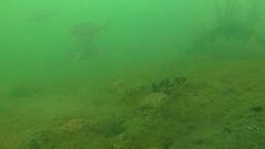 Pseudocaranx dentex