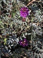 Astragalus palmeri
