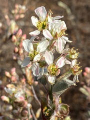 Amelanchier canadensis