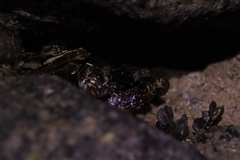 Grapsus albolineatus