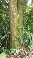 Handroanthus guayacan