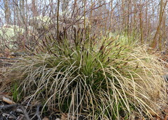 Carex pensylvanica