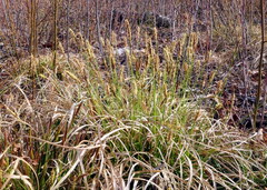 Carex pensylvanica
