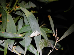 Poecilasthena pulchraria
