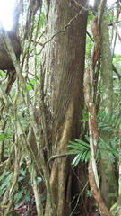 Terminalia amazonia