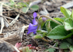 Viola fimbriatula