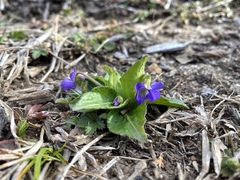 Viola fimbriatula