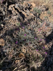 Astragalus palmeri