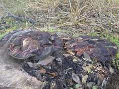 Ganoderma