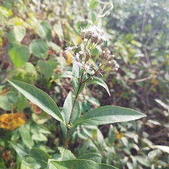 Chromolaena quercetorum
