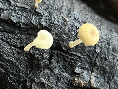 Mycena piringa