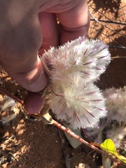 Ptilotus axillaris