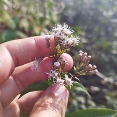 Chromolaena quercetorum