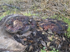 Ganoderma
