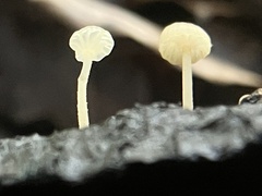 Mycena piringa