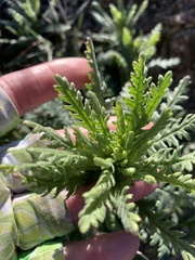 Emmenanthe penduliflora