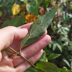 Chromolaena quercetorum