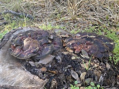 Ganoderma