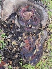 Ganoderma