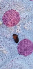 Barbatia domingensis