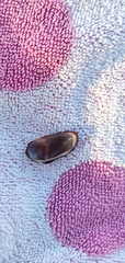Barbatia domingensis