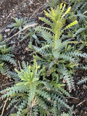 Emmenanthe penduliflora