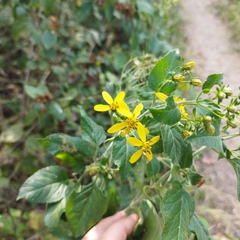 Electranthera mutica