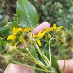 Electranthera mutica