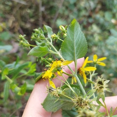 Electranthera mutica