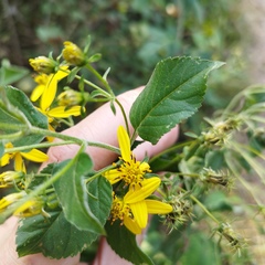 Electranthera mutica