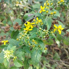 Electranthera mutica