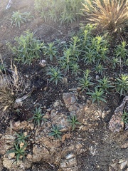 Emmenanthe penduliflora