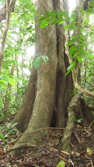 Terminalia amazonia
